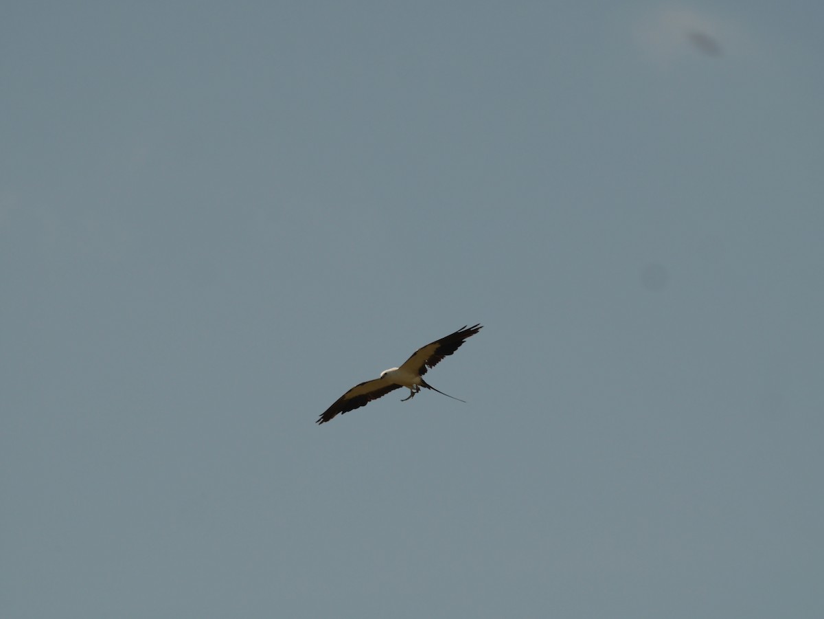 Swallow-tailed Kite - ML419163791