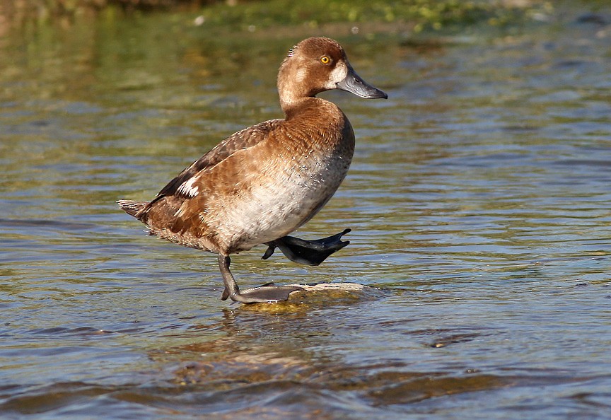 Greater/Lesser Scaup - ML419165251