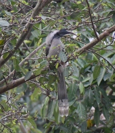 Indian Gray Hornbill - ML419168181