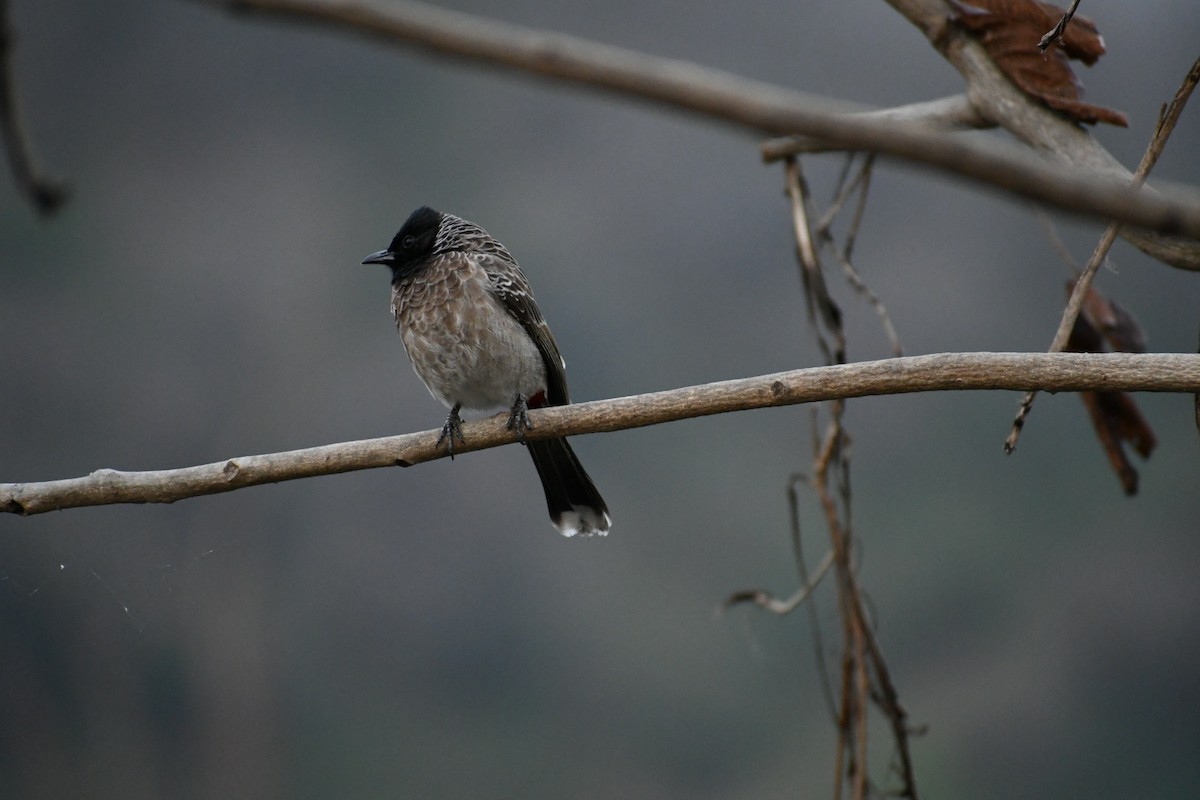 Red-vented Bulbul - ML419168501