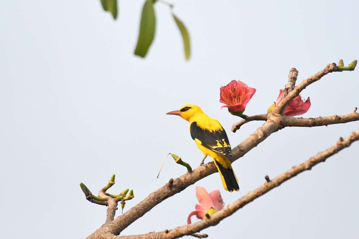 Indian Golden Oriole - ML419170301