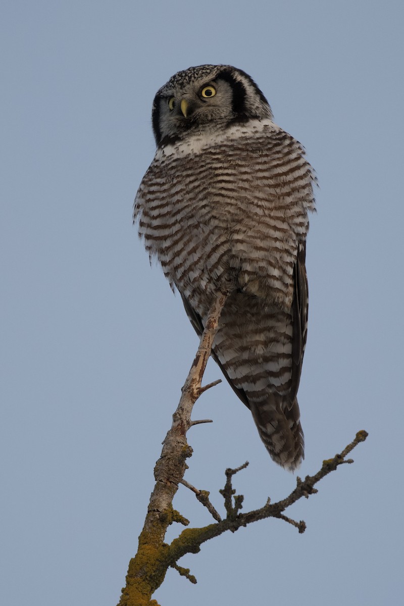 Northern Hawk Owl - ML419172961
