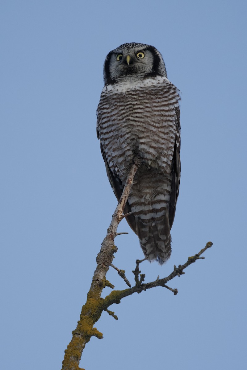 Northern Hawk Owl - ML419172971