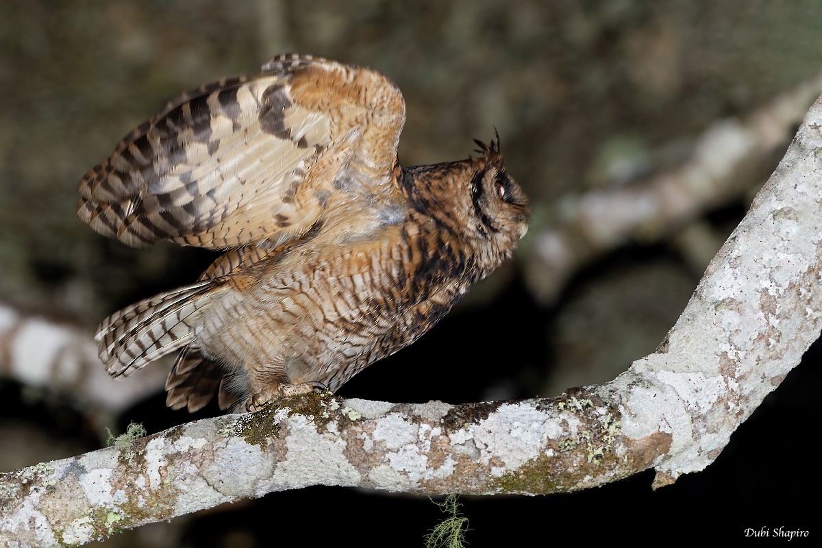 Fraser's Eagle-Owl (Usambara) - Dubi Shapiro