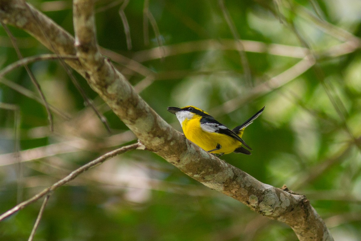 Yellow-breasted Boatbill - ML419180121