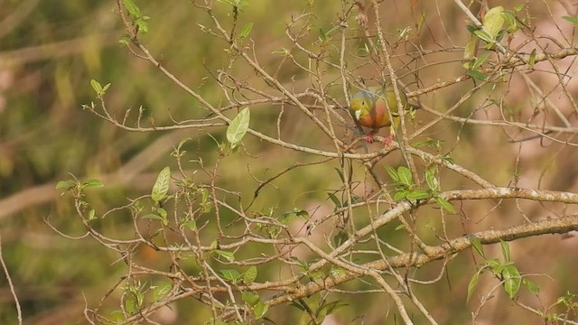 holub oranžovoprsý - ML419196811
