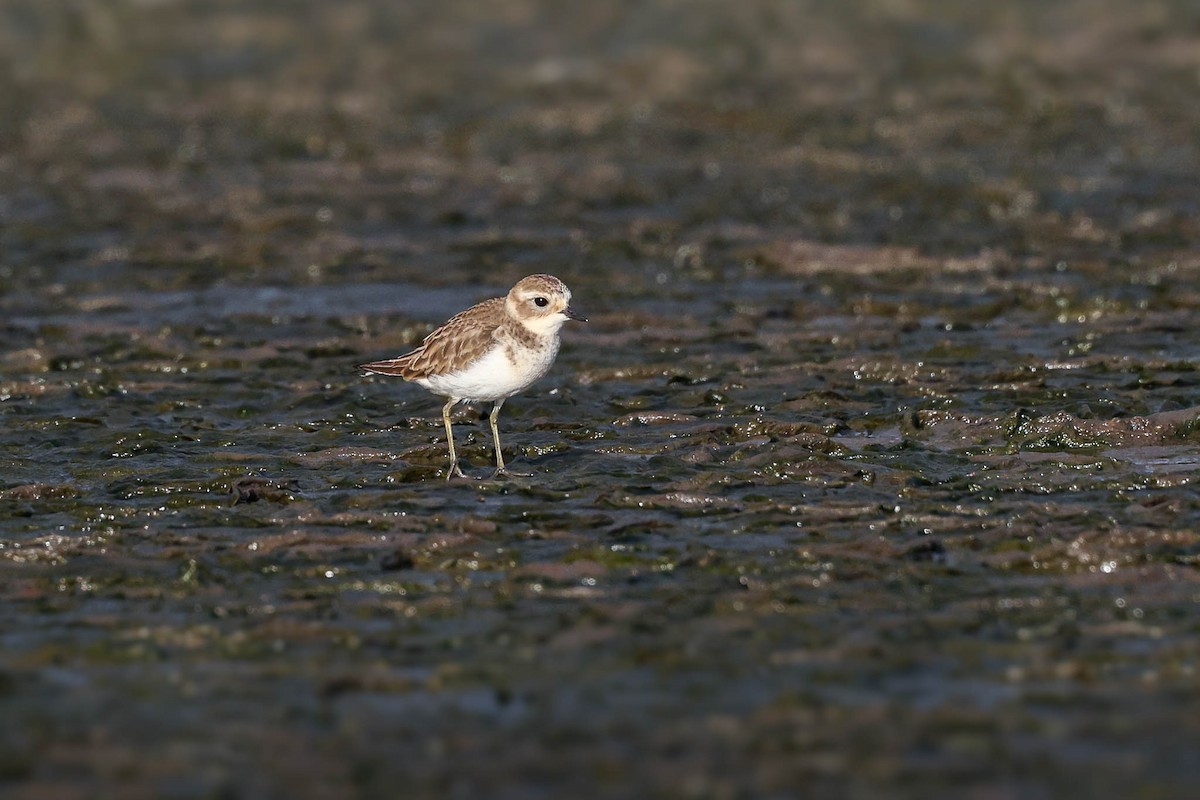 Double-banded Plover - ML419202101
