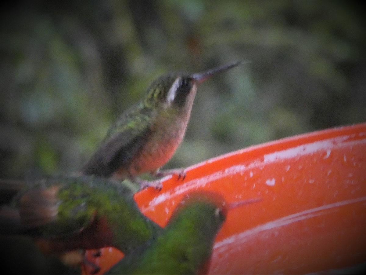 Speckled Hummingbird - ML419204101
