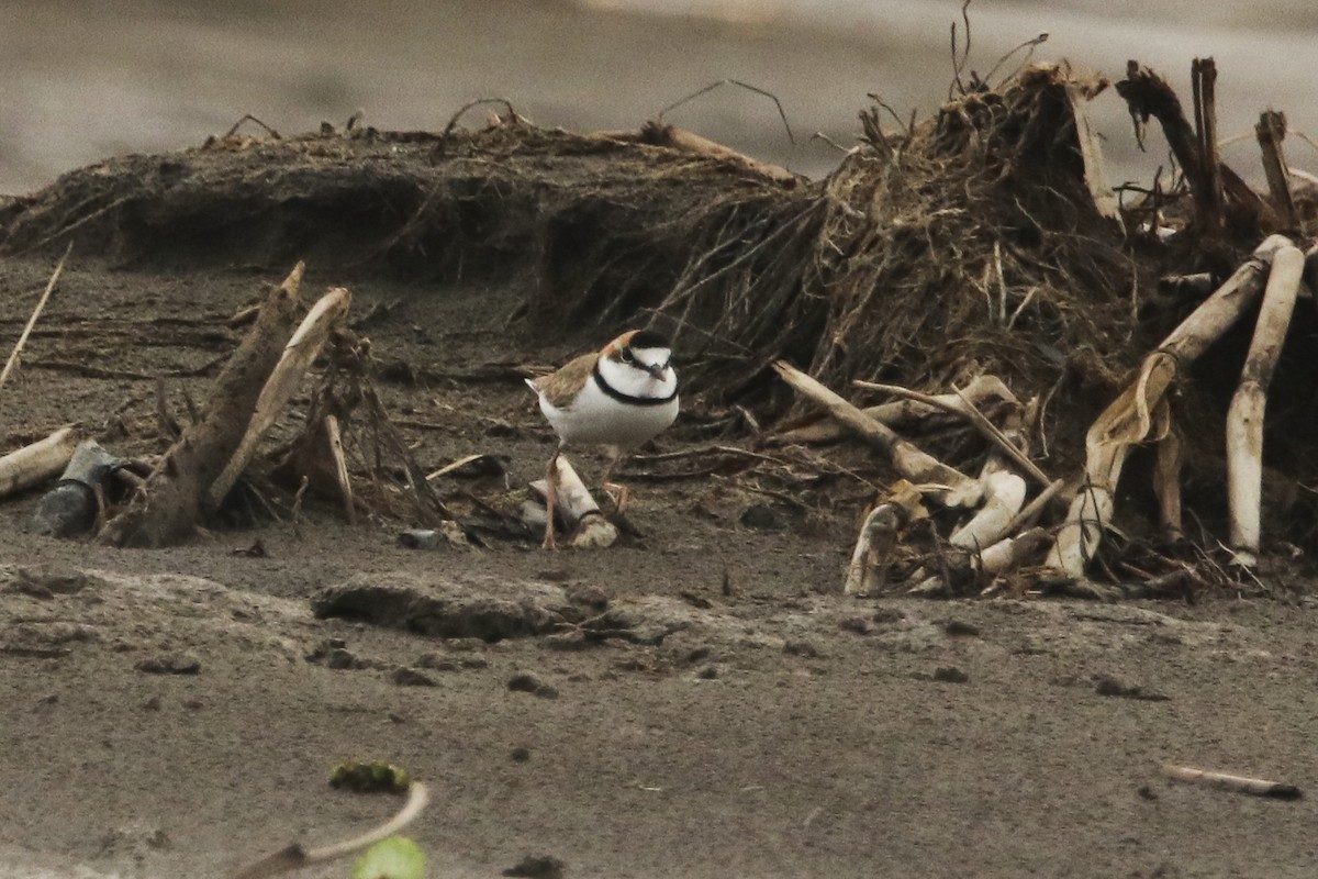 Collared Plover - ML419220041