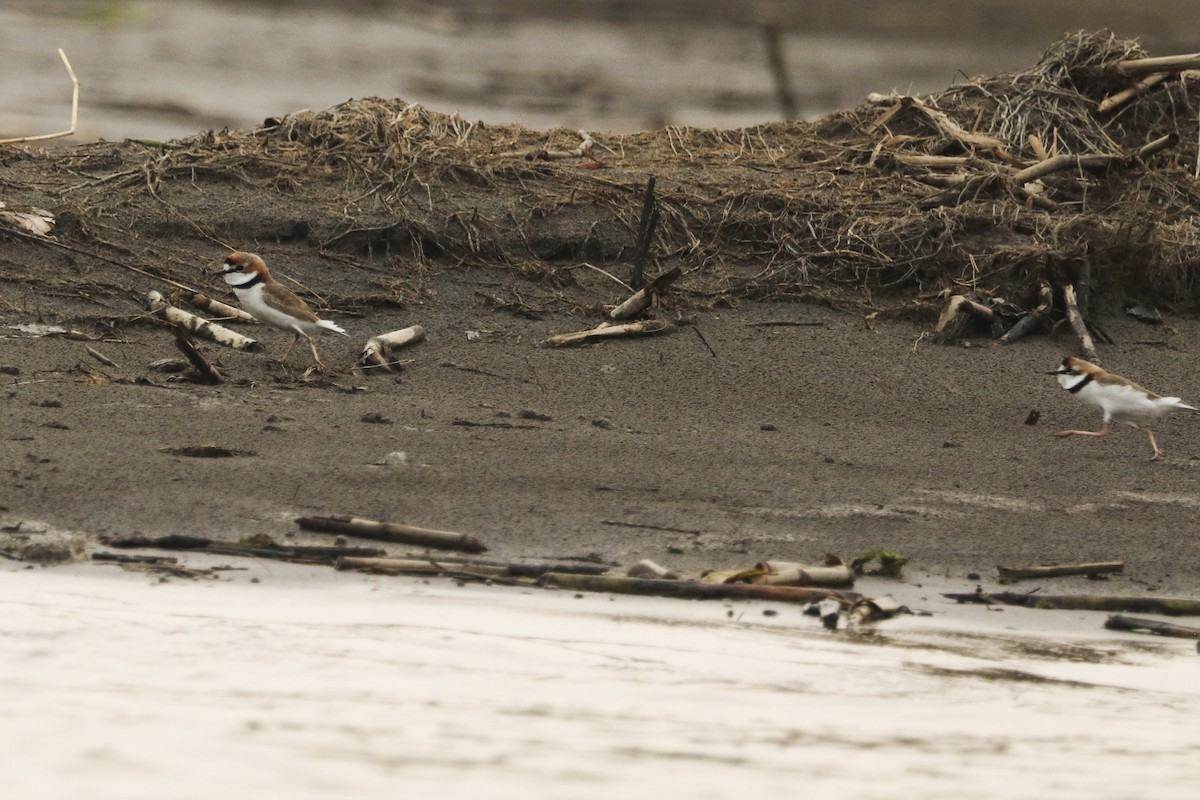 Collared Plover - ML419220111