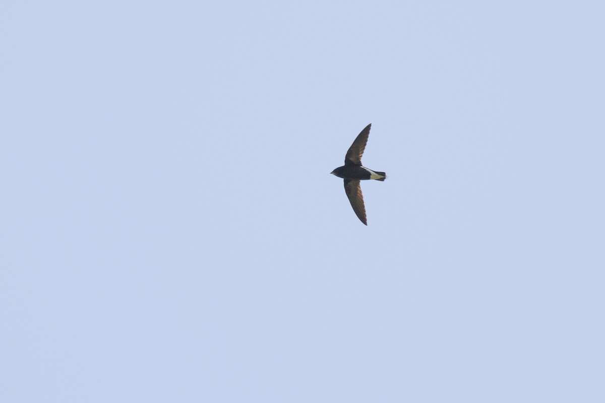 Brown-backed Needletail - ML419220781