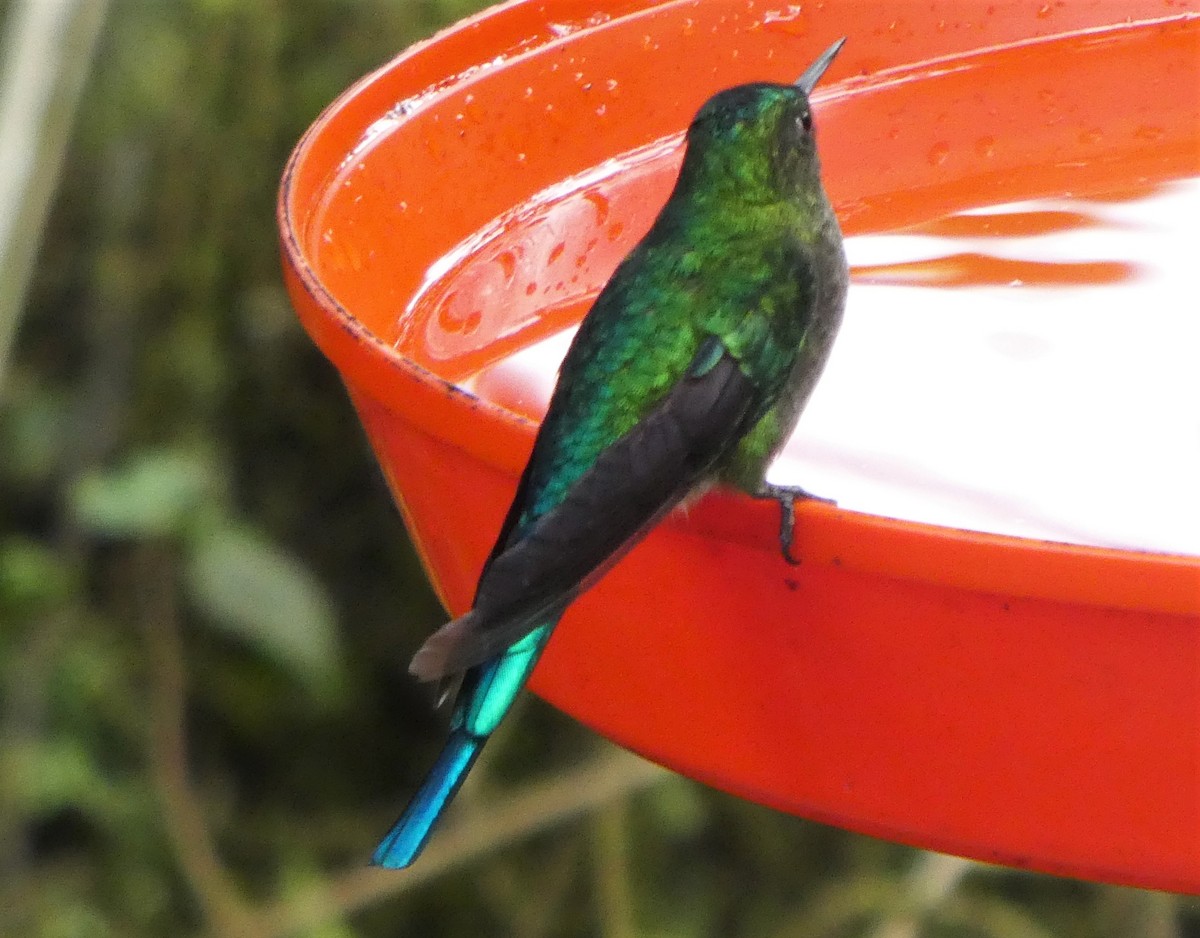 Long-tailed Sylph - ML419221131