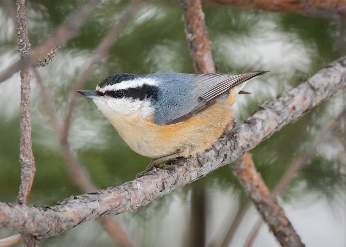 Red-breasted Nuthatch - Logan Parker