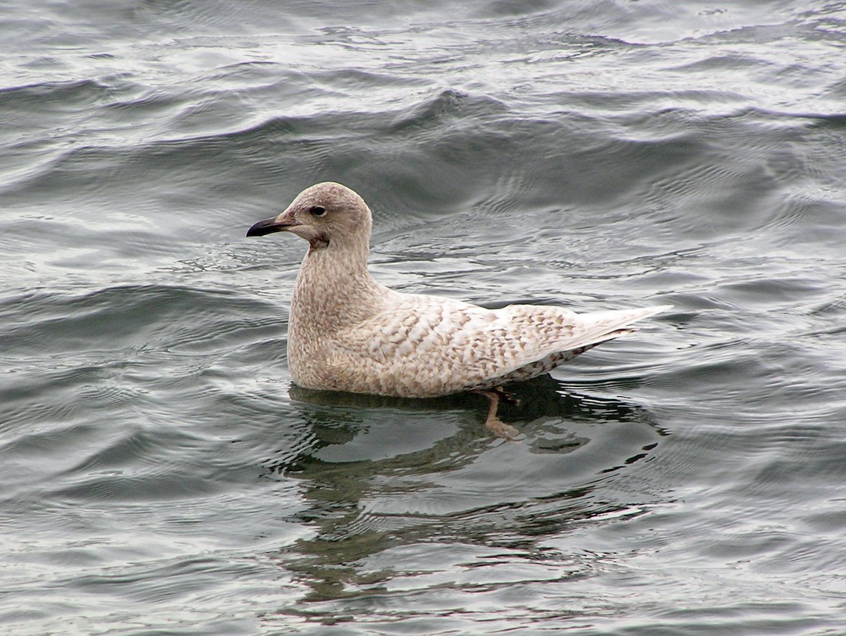 Iceland Gull (kumlieni) - Nate Kohler