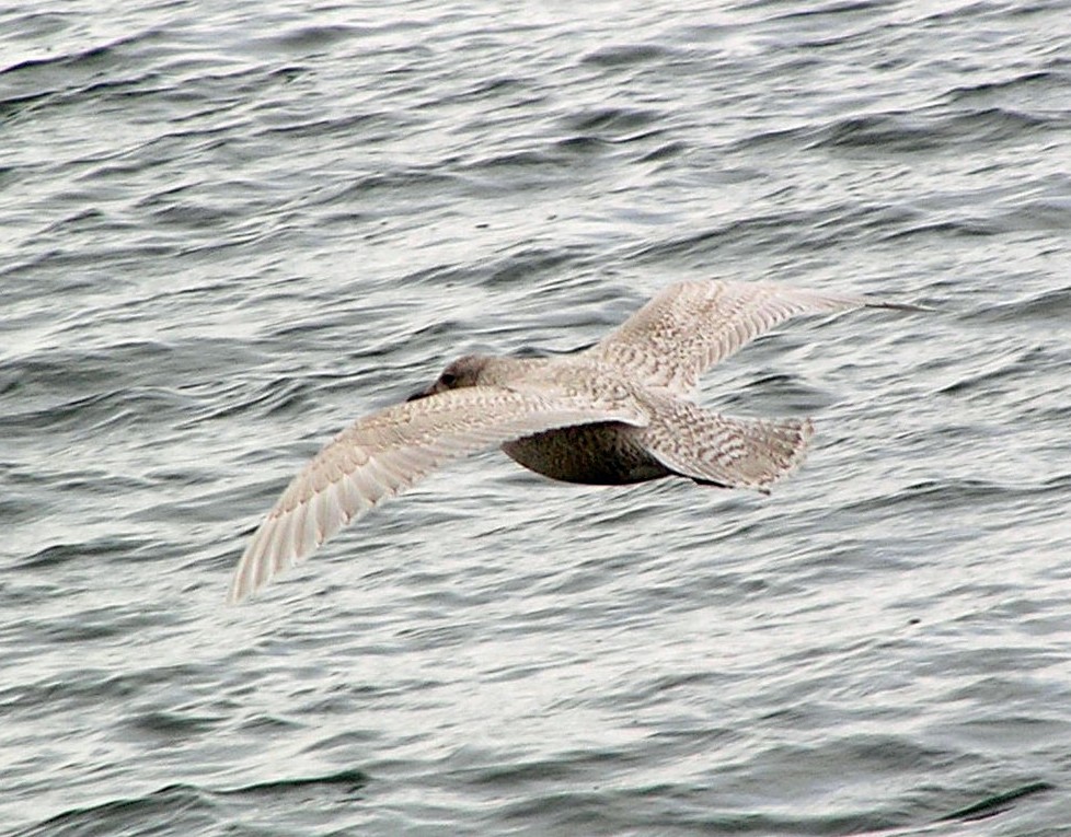 Iceland Gull (kumlieni) - Nate Kohler