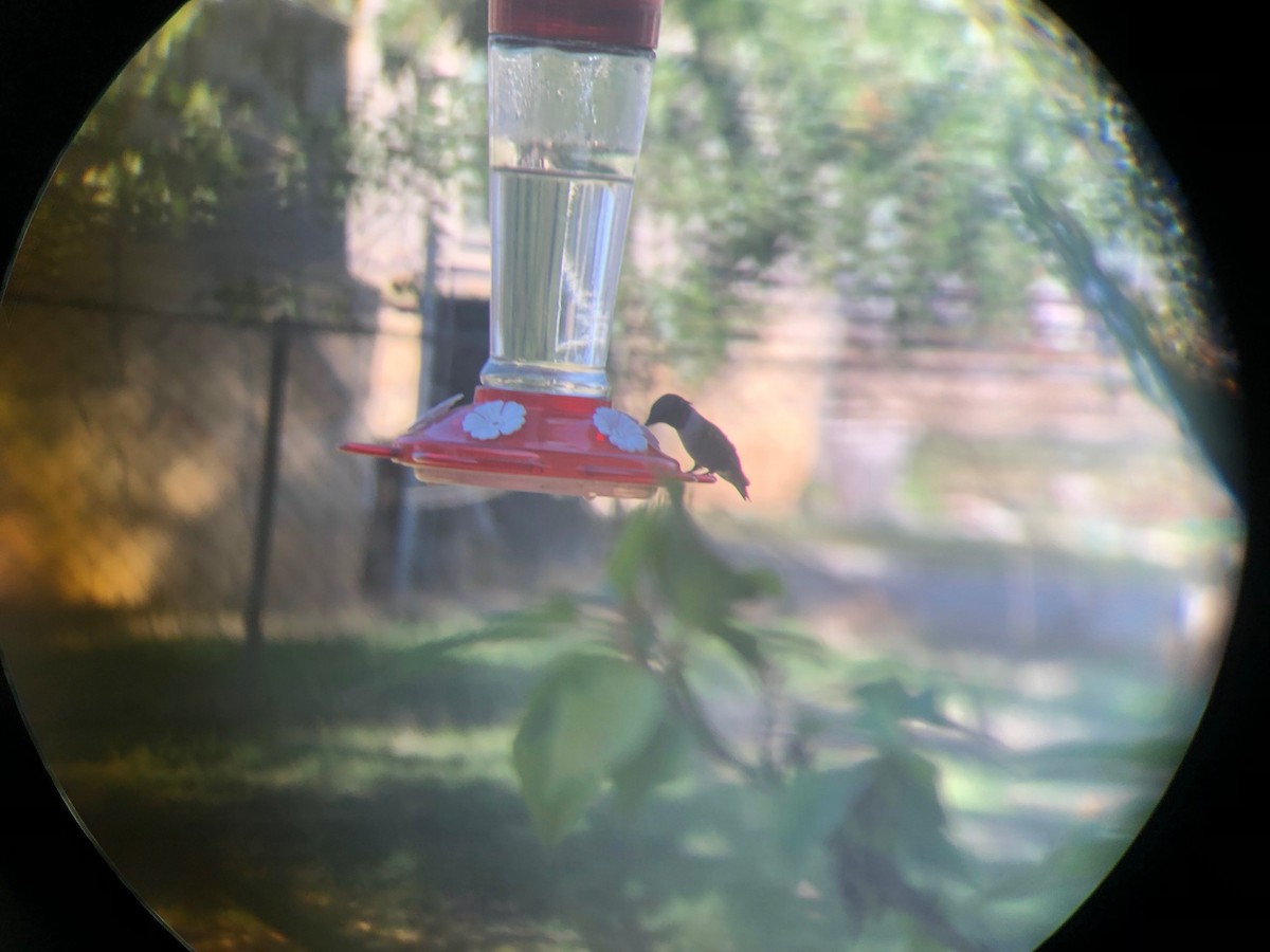 Kara Boğazlı Kolibri - ML419233741
