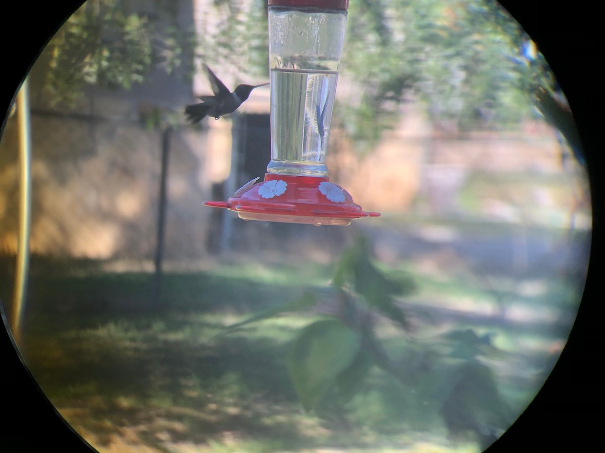Kara Boğazlı Kolibri - ML419233751