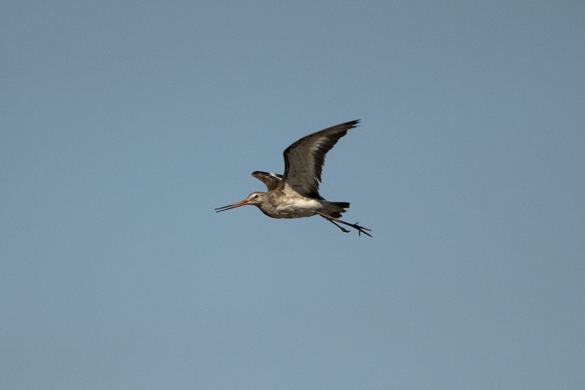 Black-tailed Godwit - Wachara  Sanguansombat