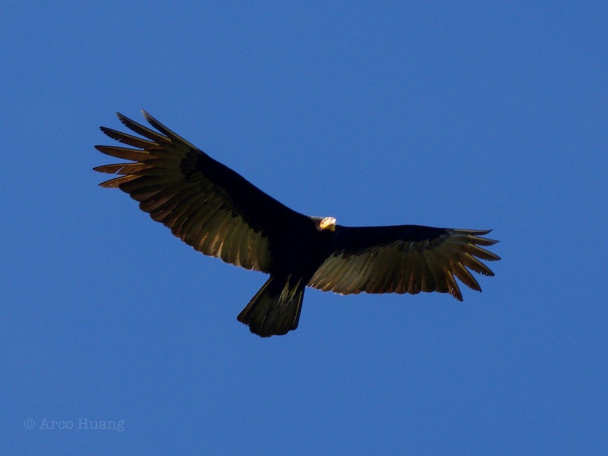 Greater Yellow-headed Vulture - Anonymous