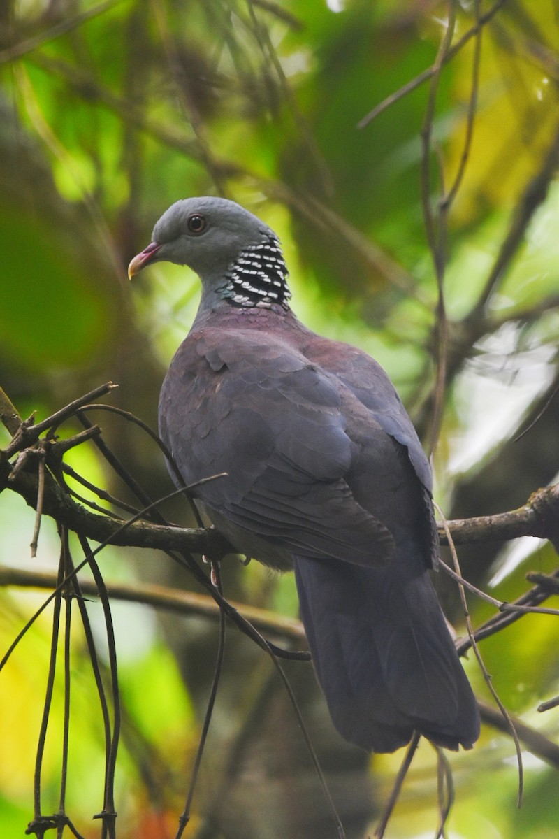 Nilgiri Wood-Pigeon - ML419241691
