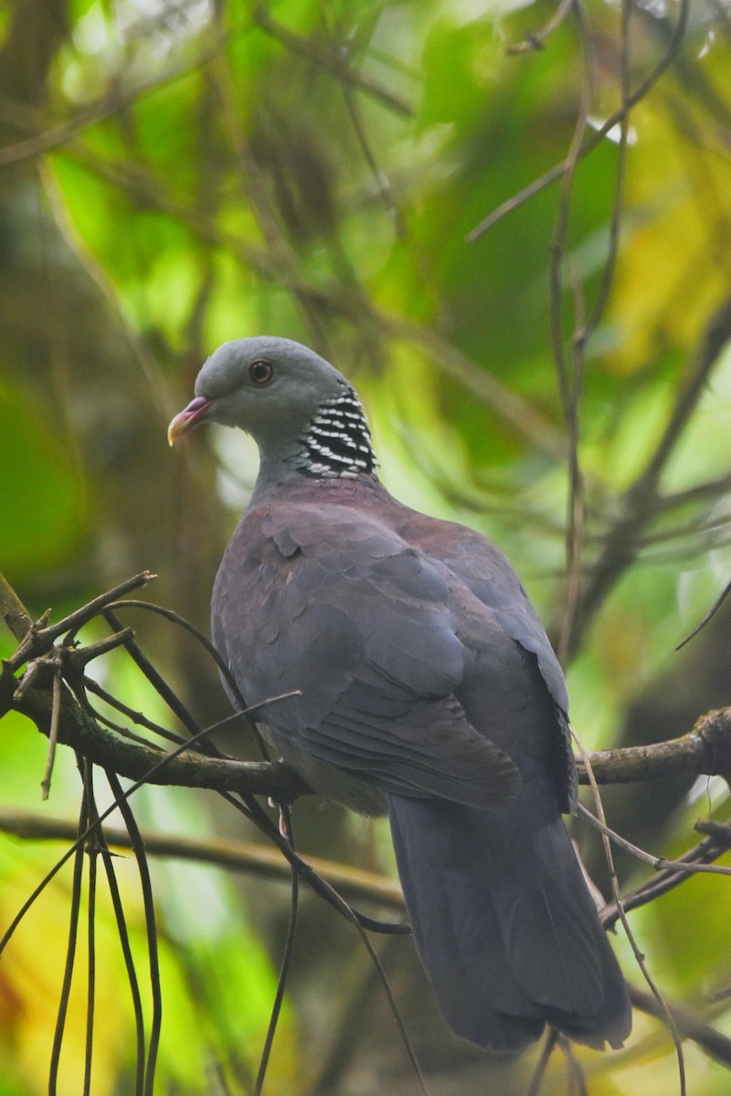 Nilgiri Wood-Pigeon - ML419241701