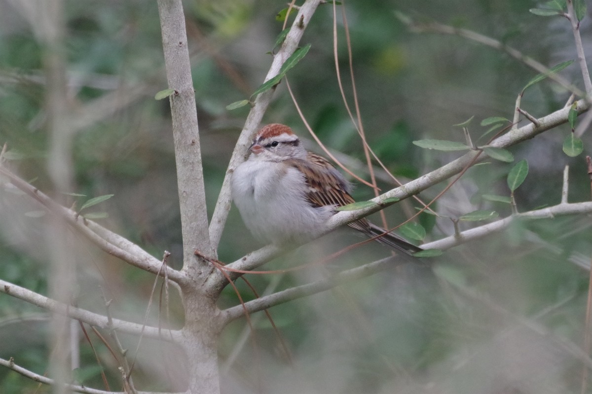 Chipping Sparrow - ML419242801