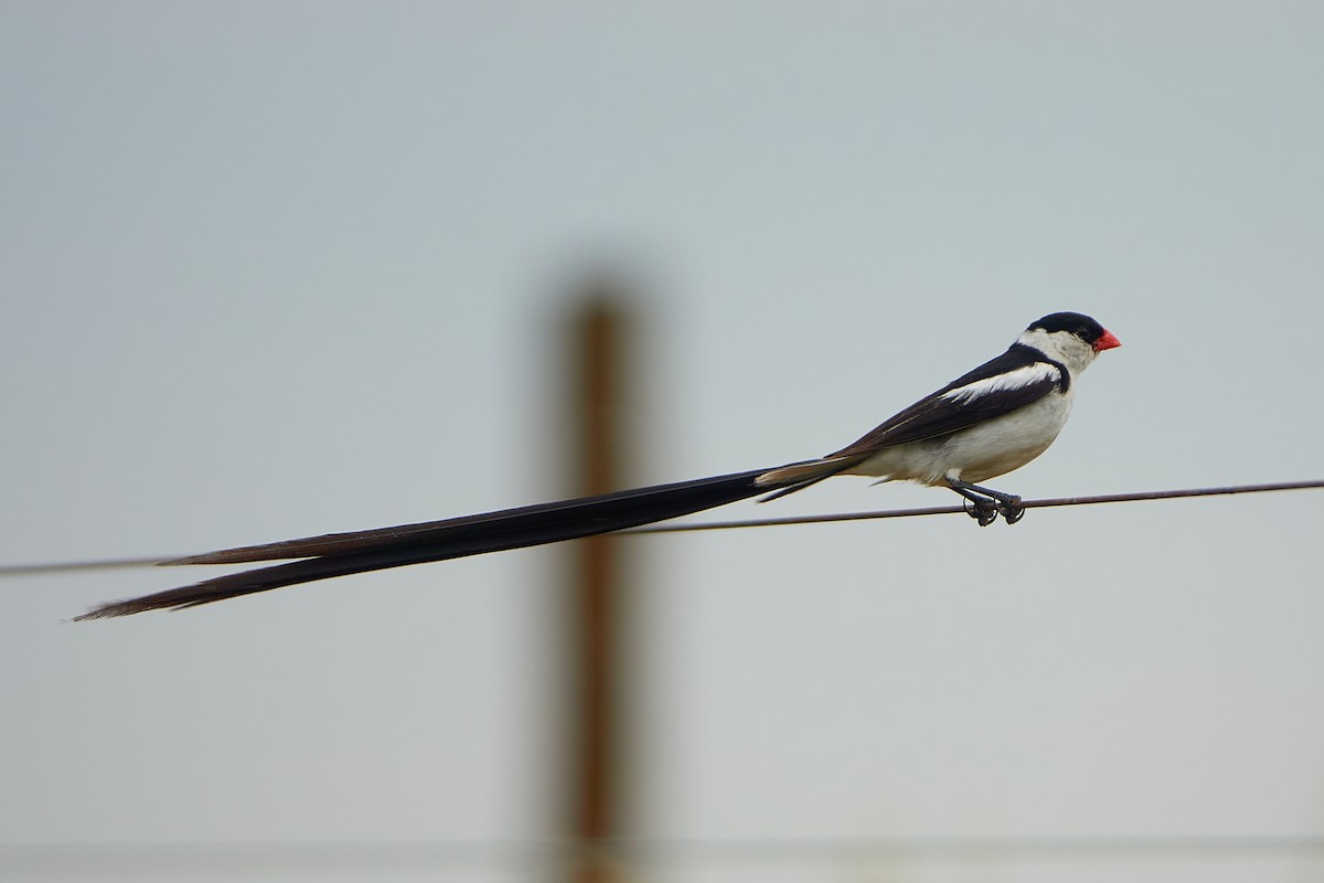 Pin-tailed Whydah - ML419243681