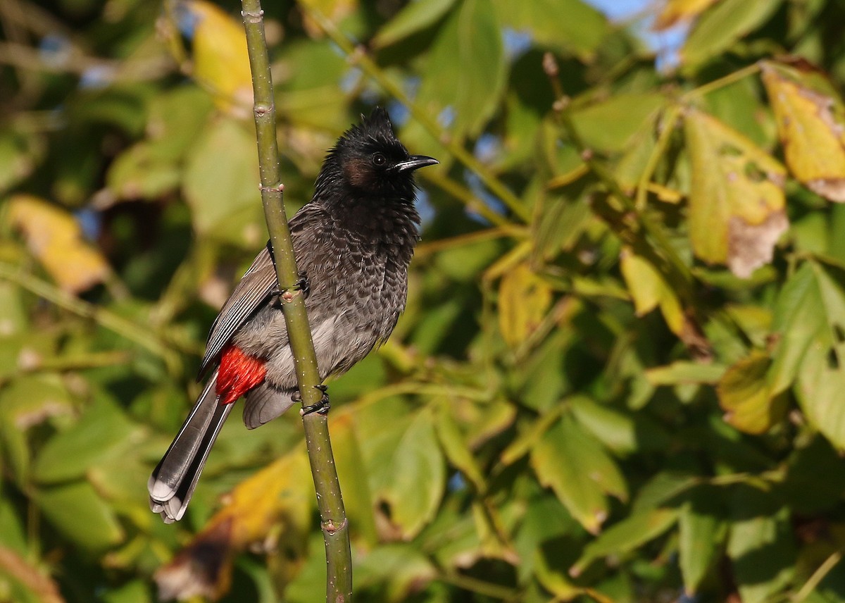 Red-vented Bulbul - ML41924391