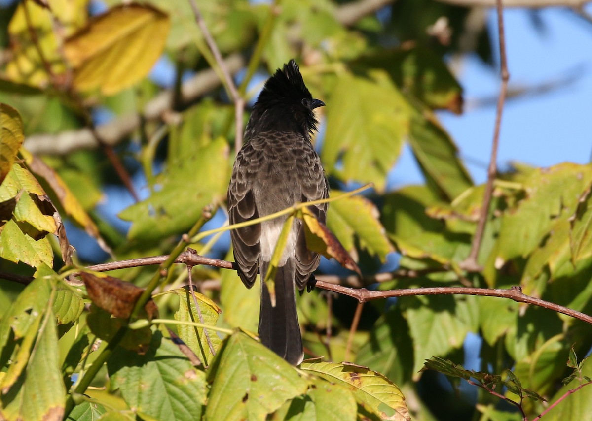 Red-vented Bulbul - ML41924421