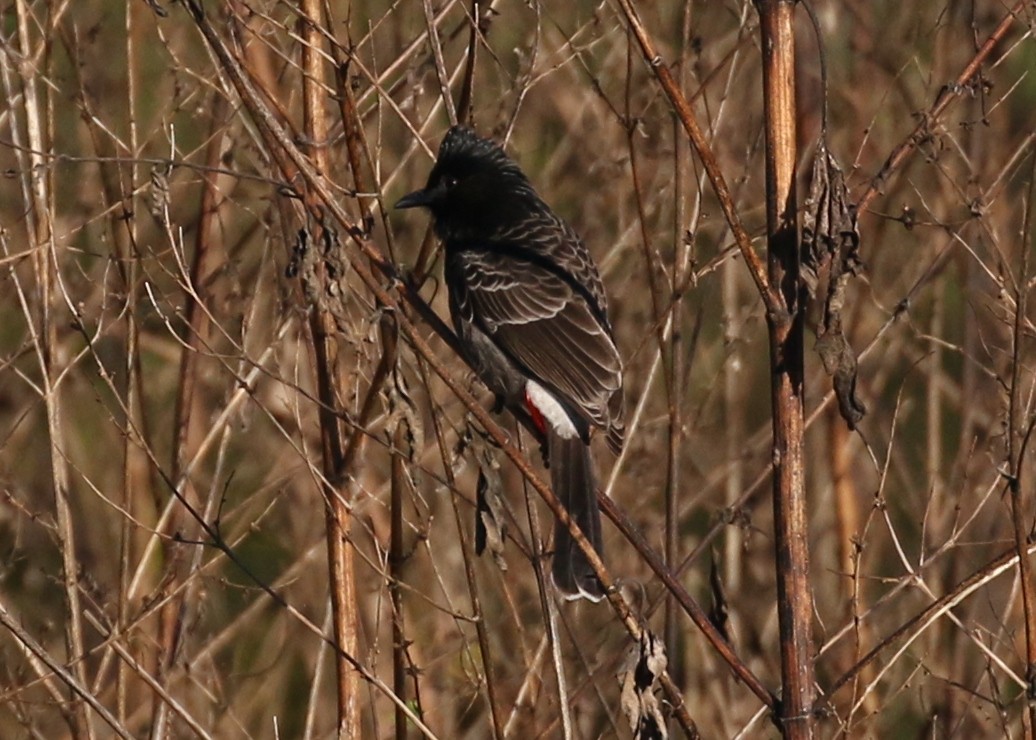 Red-vented Bulbul - ML41924431