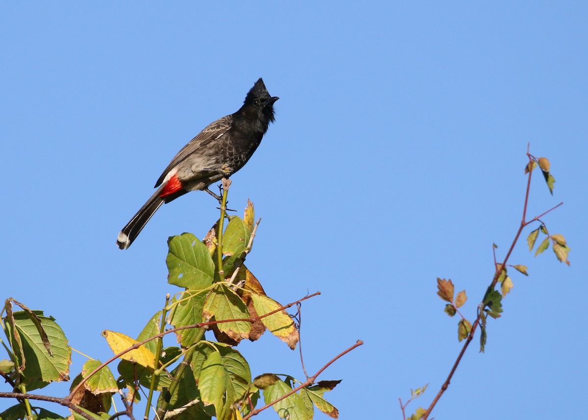 Red-vented Bulbul - ML41924461