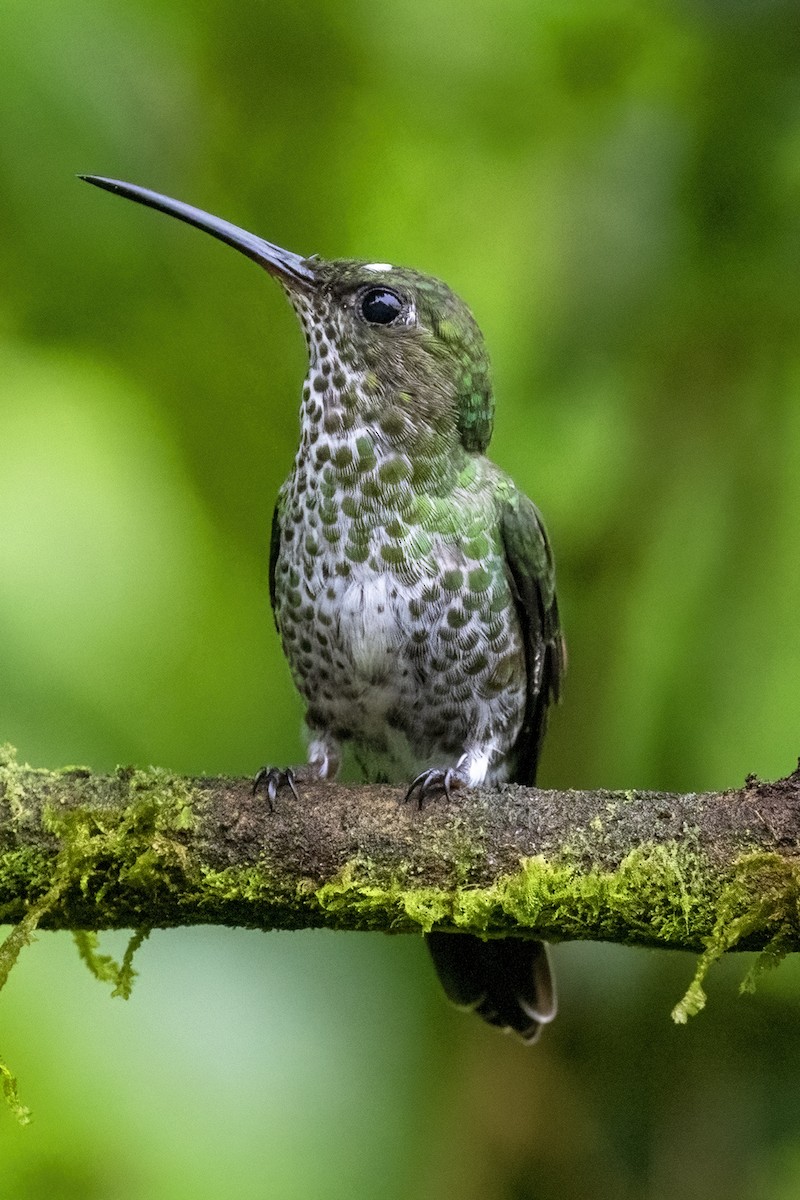 Many-spotted Hummingbird - ML419256671