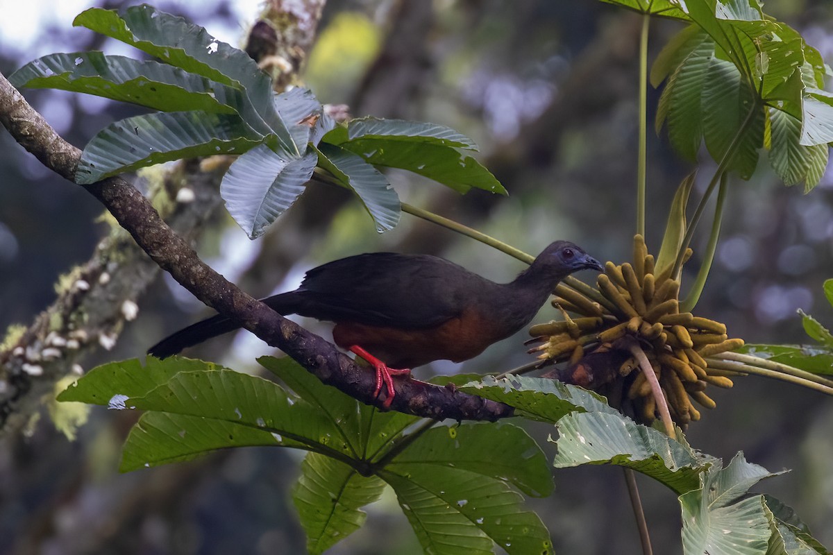 Sickle-winged Guan - ML419257291