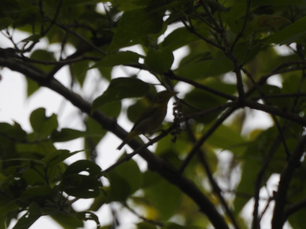 Yellow-vented Warbler - ML419257621