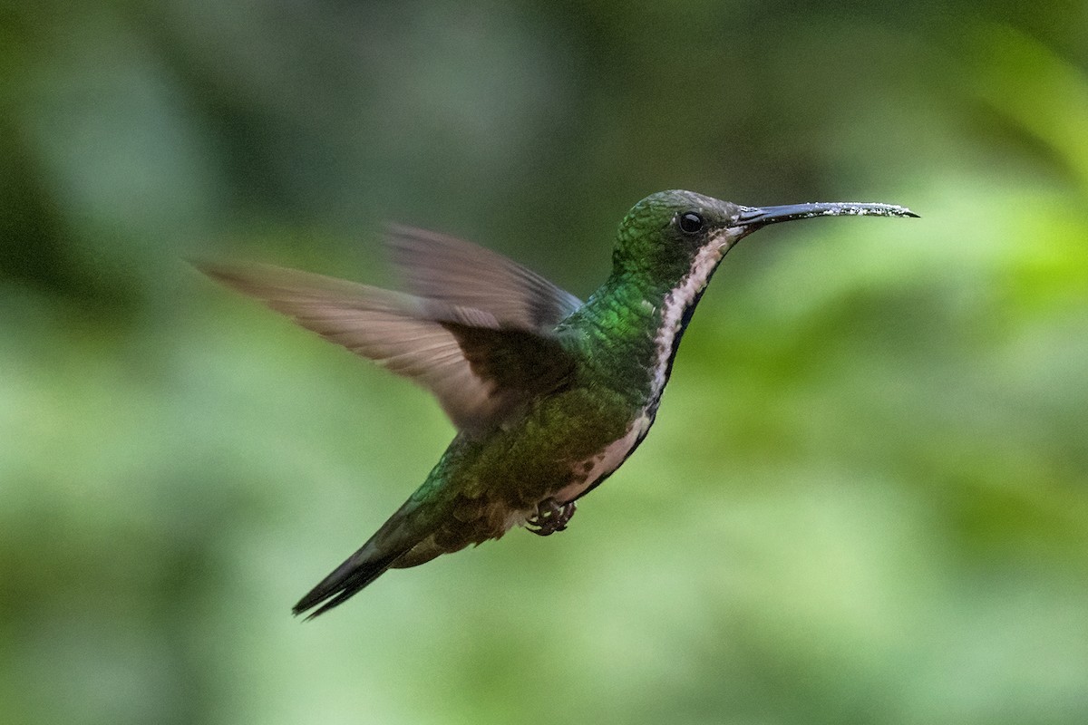 kolibřík tropický - ML419257801