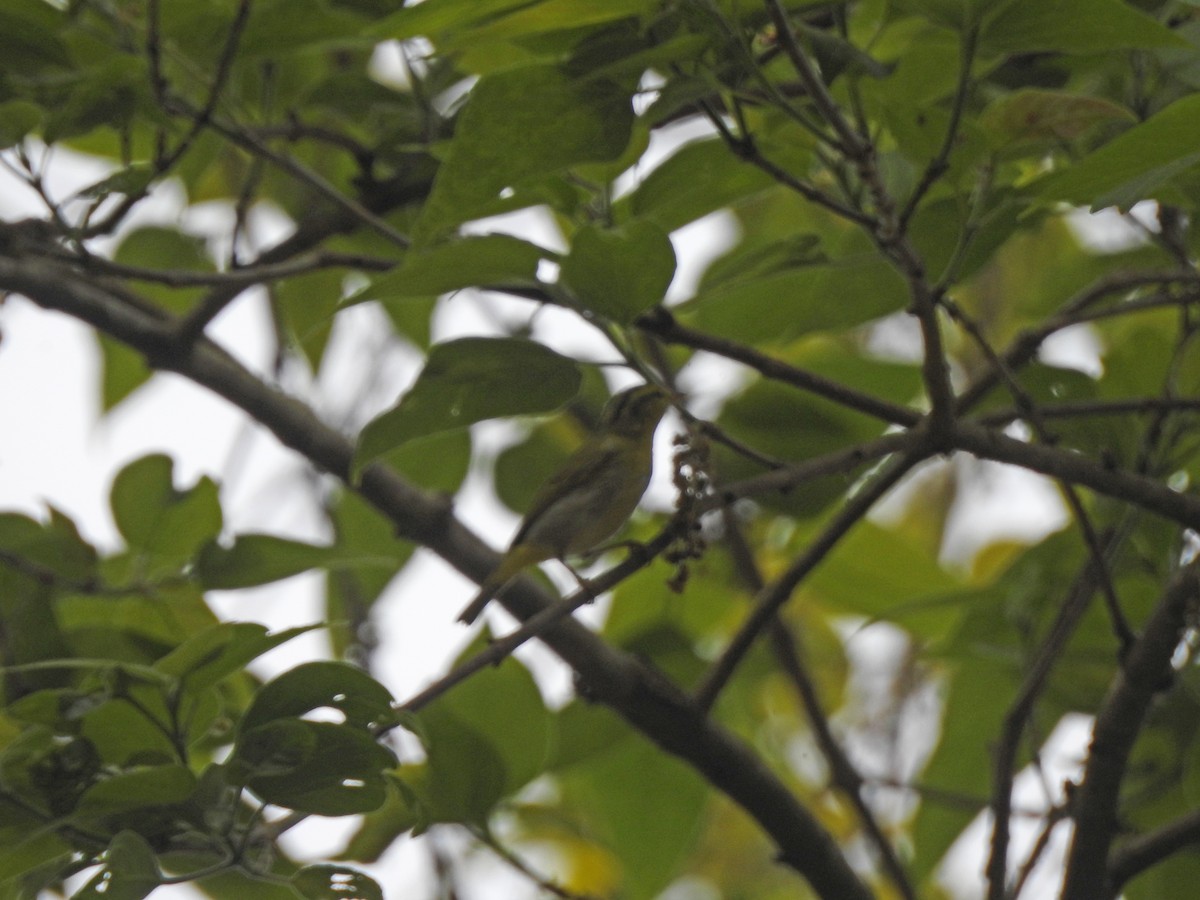 Yellow-vented Warbler - ML419257881