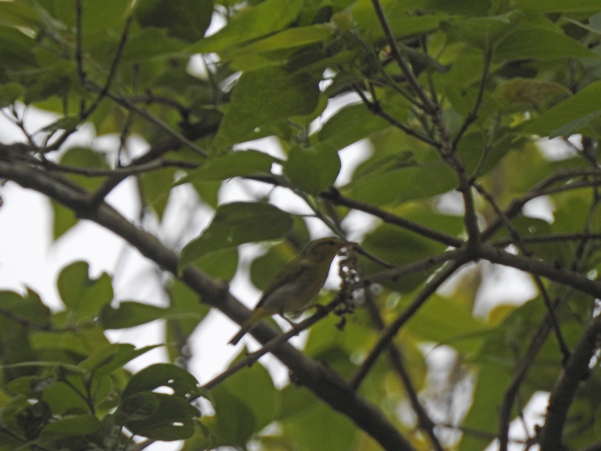 Yellow-vented Warbler - ML419257891