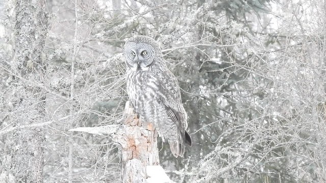 Great Gray Owl - ML419259391