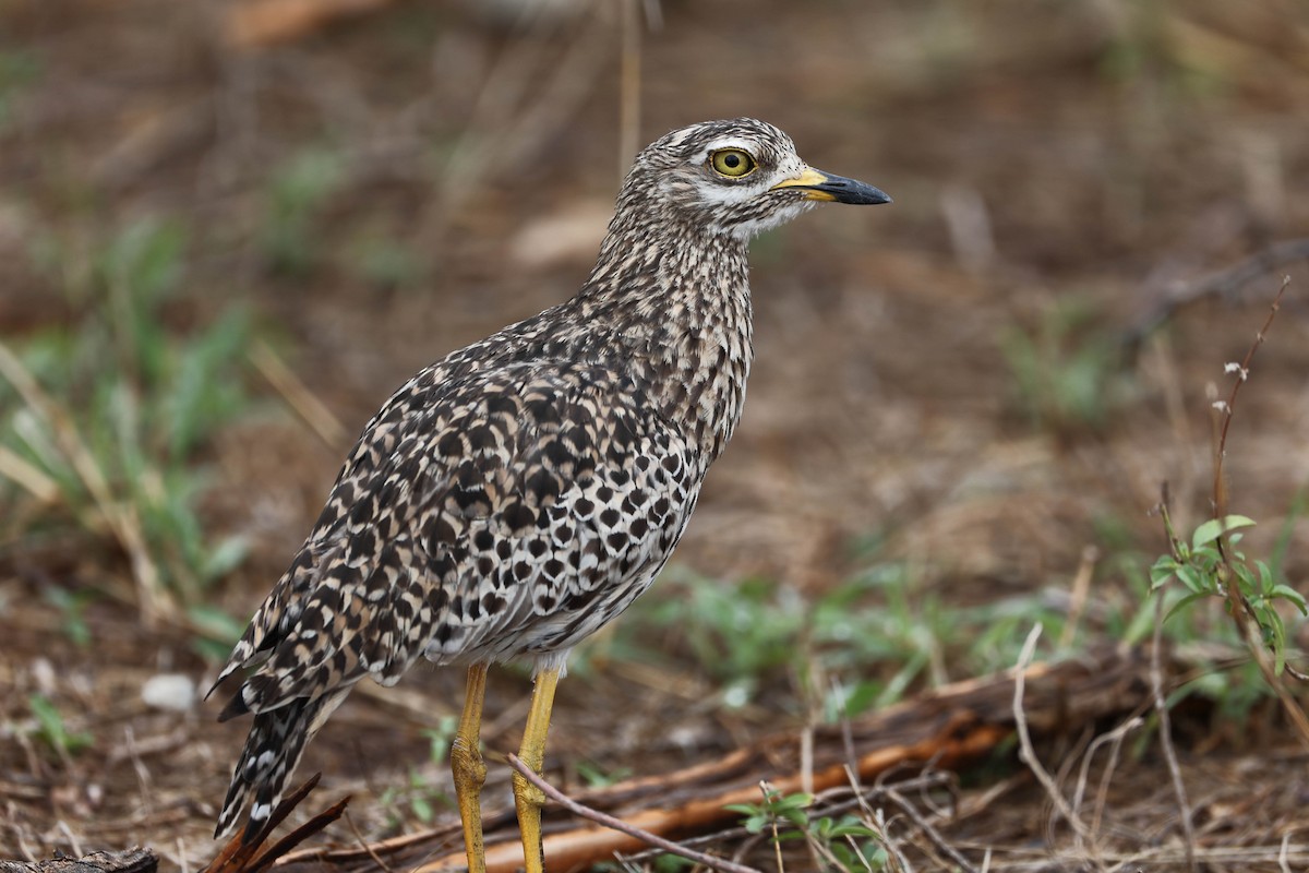 Spotted Thick-knee - ML419267821