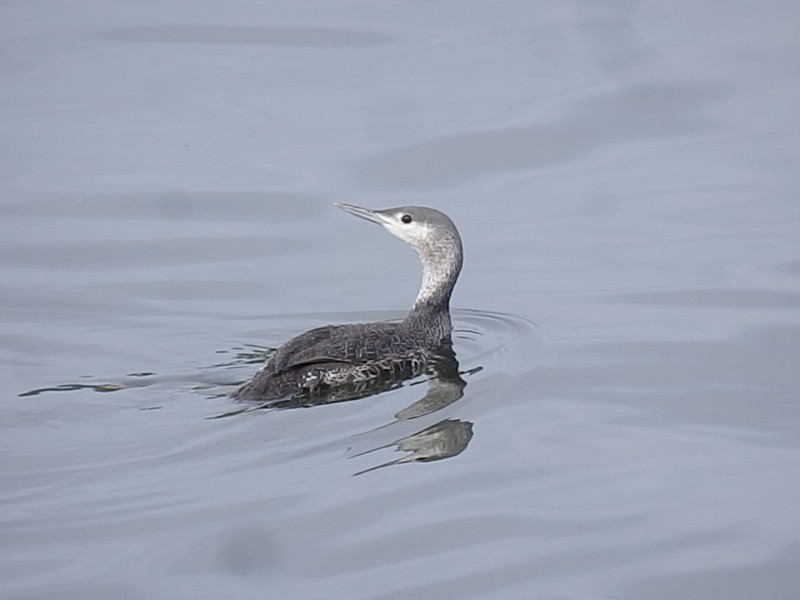 Red-throated Loon - ML41927271
