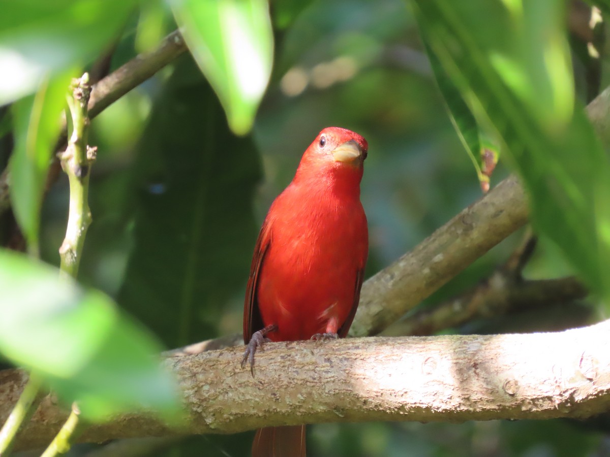 Summer Tanager - otto seydel