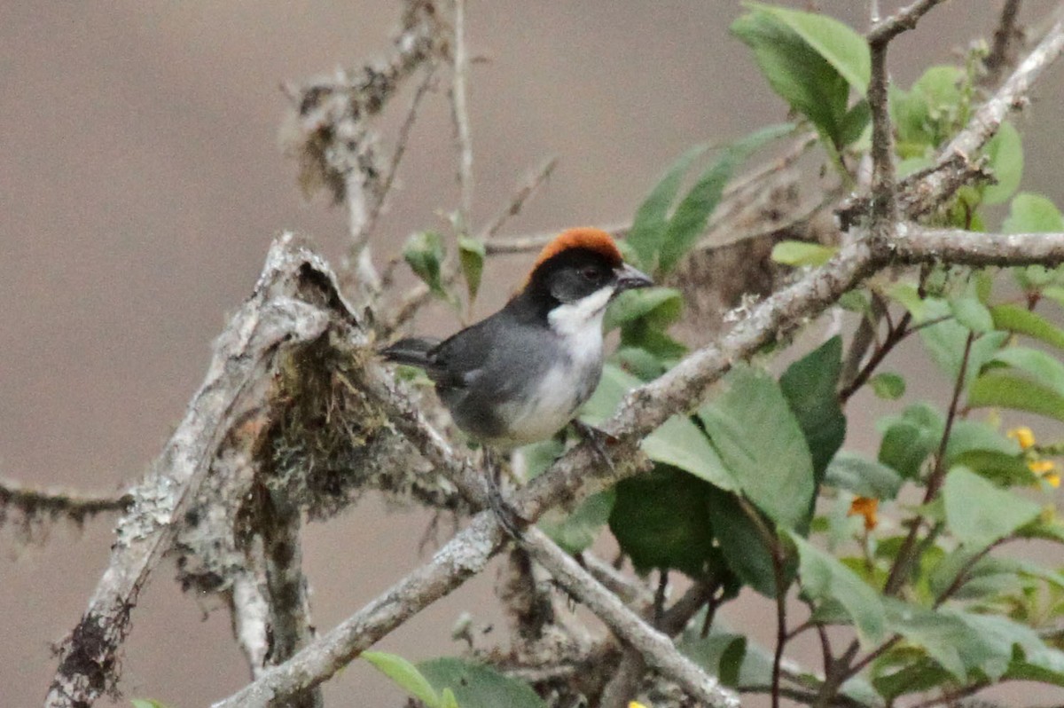 Bay-crowned Brushfinch - Joan and/or George Sims