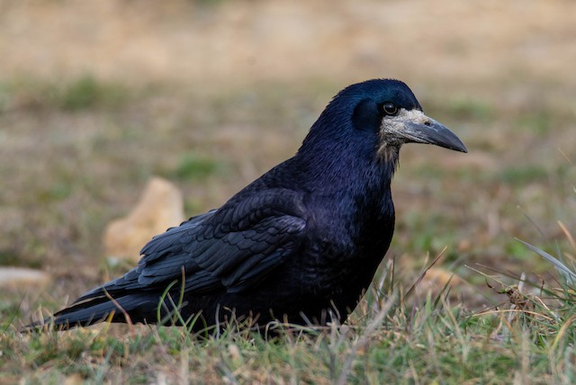 Rook, Bird Identification Guide