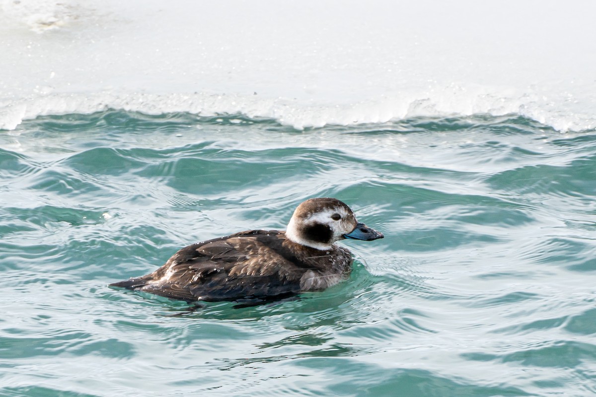 Long-tailed Duck - Angie Flack