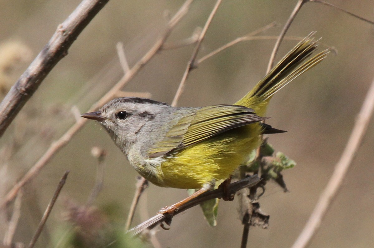 Three-banded Warbler - Joan and/or George Sims