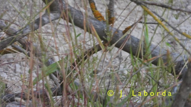 Western Subalpine Warbler - ML419291931