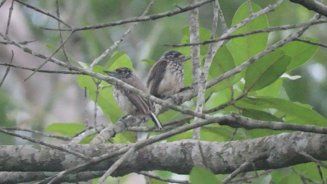 Ocellated Piculet - ML419296551