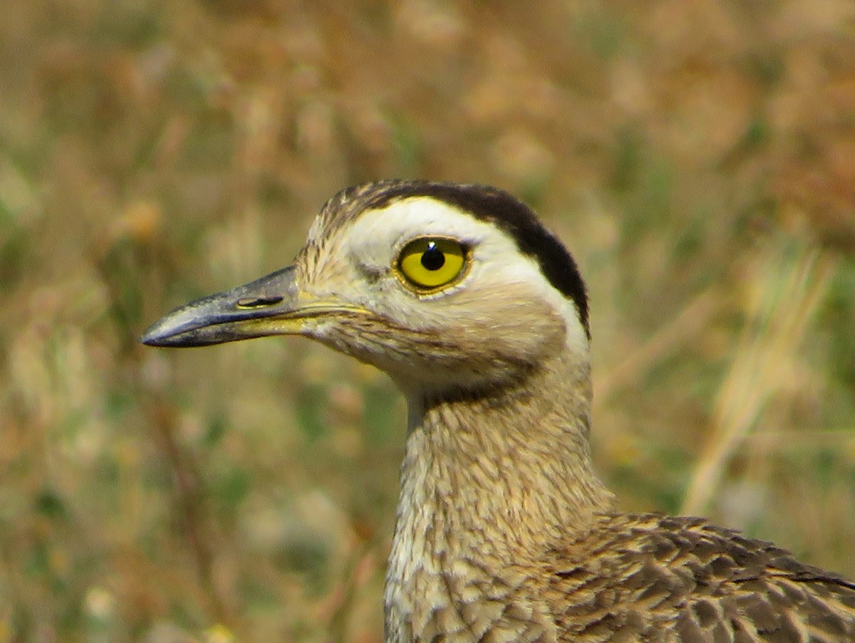 Double-striped Thick-knee - ML419298941