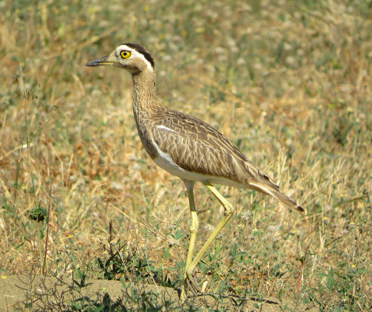 Double-striped Thick-knee - ML419299351