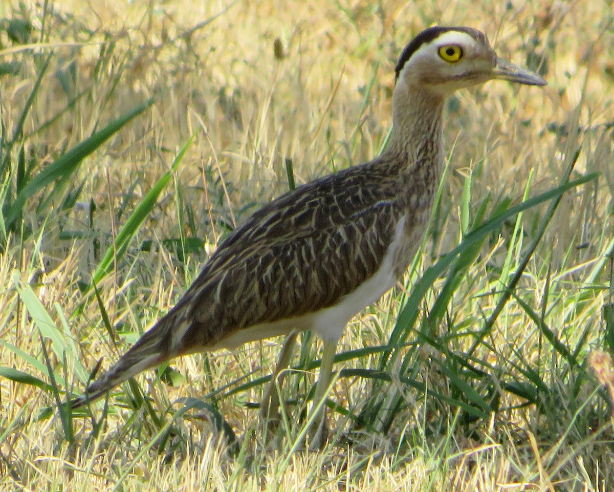 Double-striped Thick-knee - ML419299401